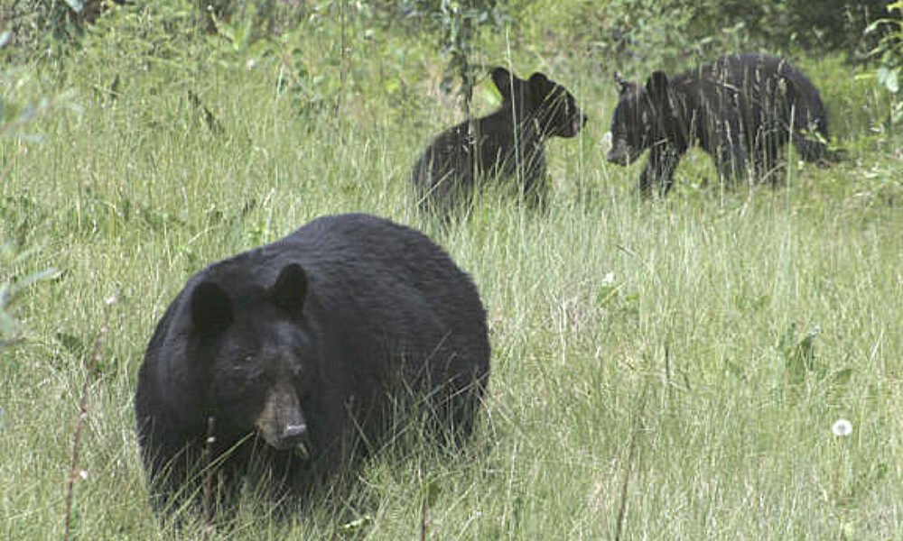 10 157 D Black Bear Cubs