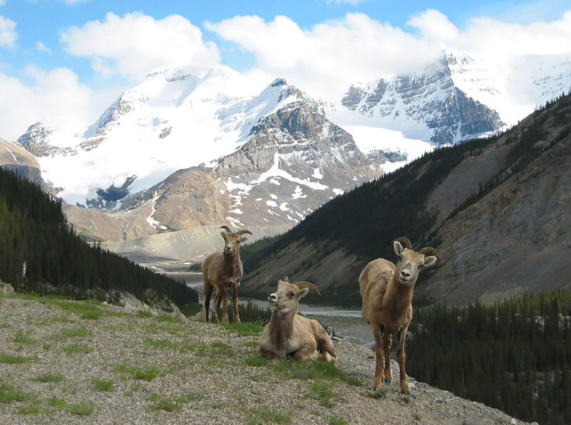 Three mountain sheep in Banff National Park